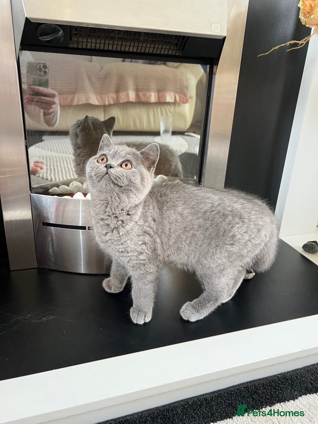 British Shorthair cats for sale: 🐈TOP QUALITY GCCF registered BRITISH SHORTHAIR✨ - Image 7