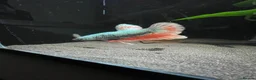 Bettas fish for sale: Betta sale!!  in Upminster - Advert 3