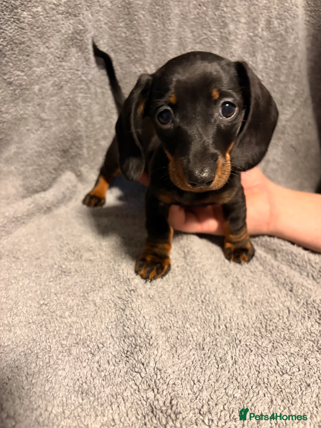 Miniature Dachshund dogs for sale: Miniature dachshunds  - Advert 3