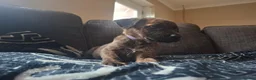 Mixed Breed dogs for sale: 1 Girl Left - Advert 4