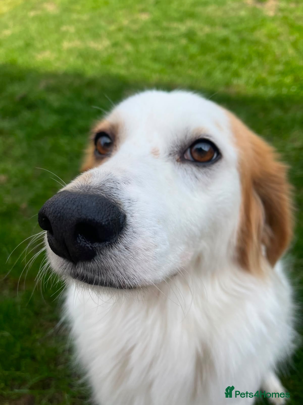 Mixed Breed dogs for sale: Lovely Boy Sadly Needing Rehoming - Advert 1