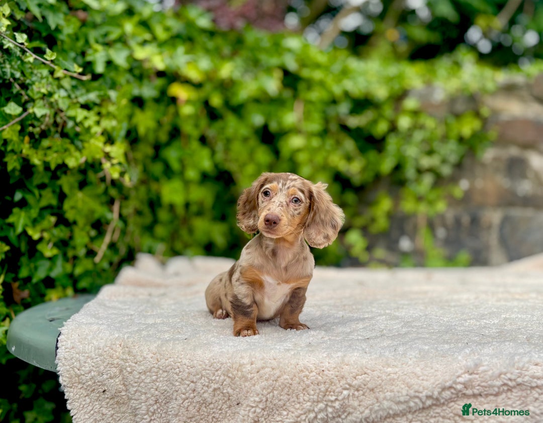 Miniature Dachshund dogs for sale: Long Haired Miniature Dachshunds - READY NOW!! - Image 11