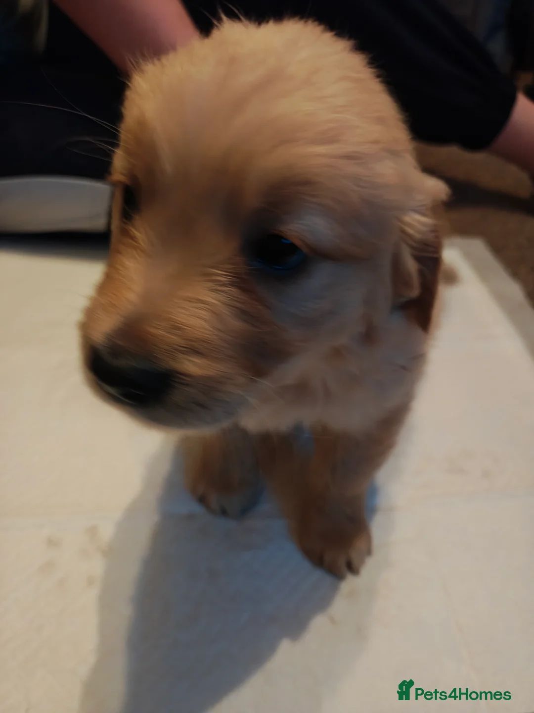 Golden Retriever dogs for sale: Only 5 gorgeous golden retriever puppies left - Advert 16