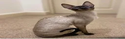 Cornish Rex cats for sale: Stunning male Cornish Rex.  - Advert 6