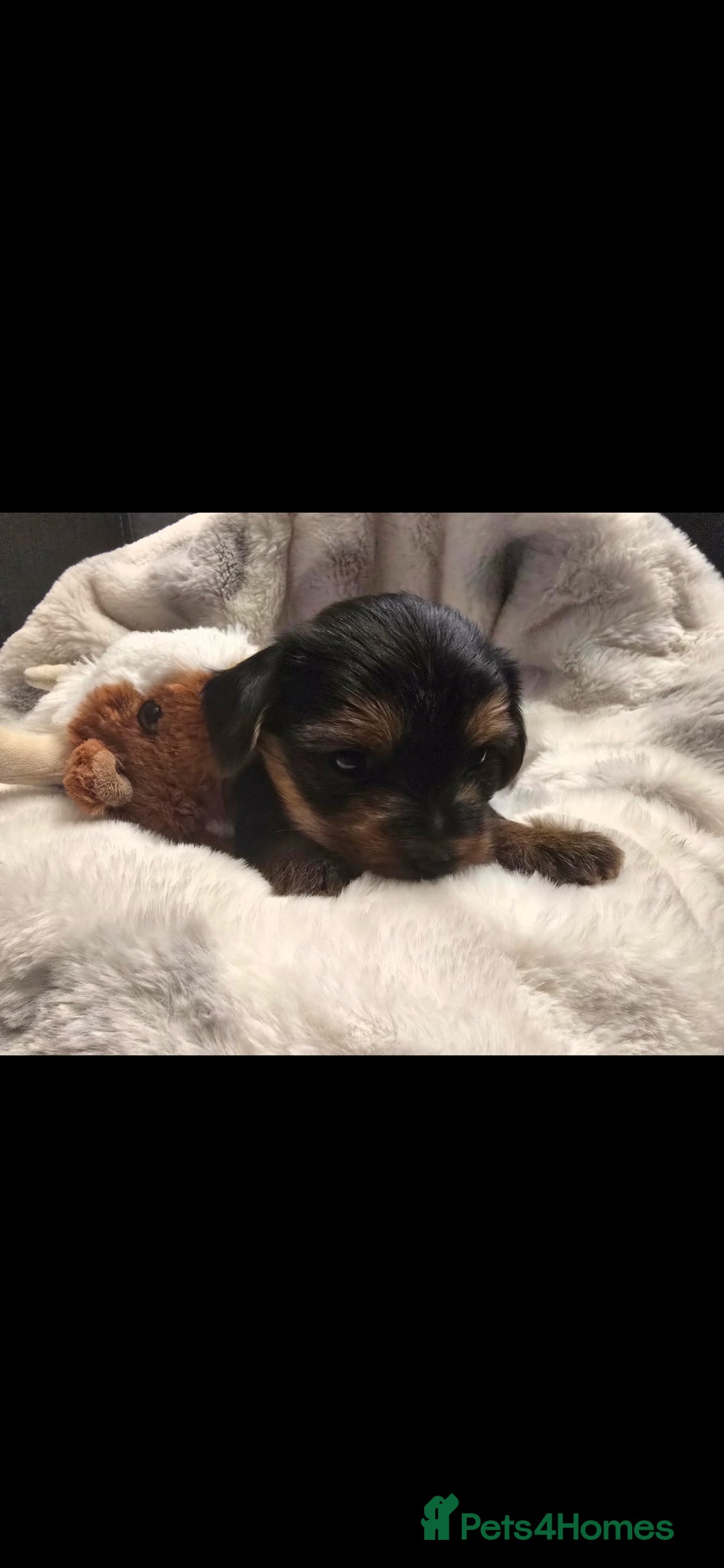 Yorkshire Terrier dogs for sale: Yorkshire terrier  - Advert 5