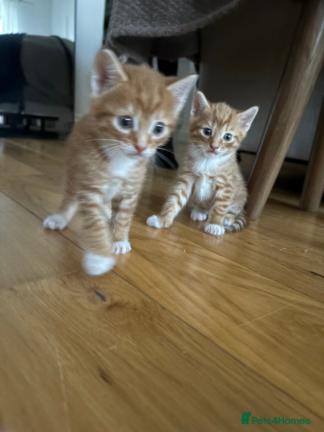 Bengal cats for sale: Adorable mixed breed kittens - Image 7