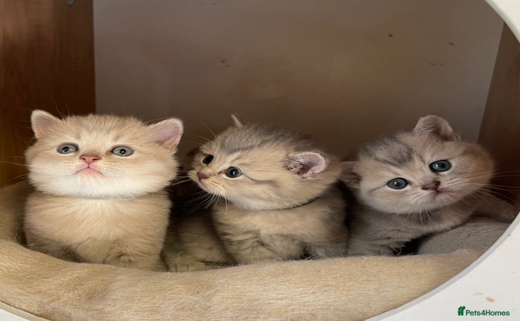 British Shorthair cats - Advert 9