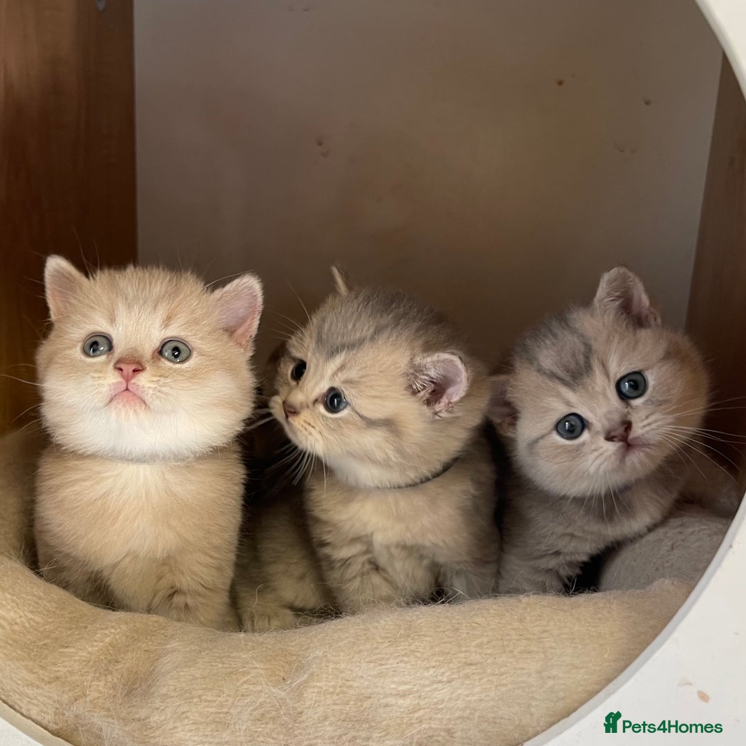 British Shorthair cats for sale: GCCF British Shorthair Kittens– Champion Lines - Image 12