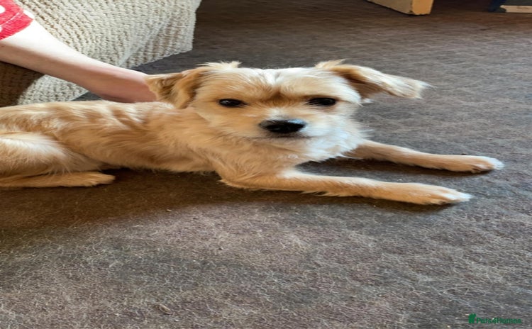 Mixed Breed dogs - Advert 7