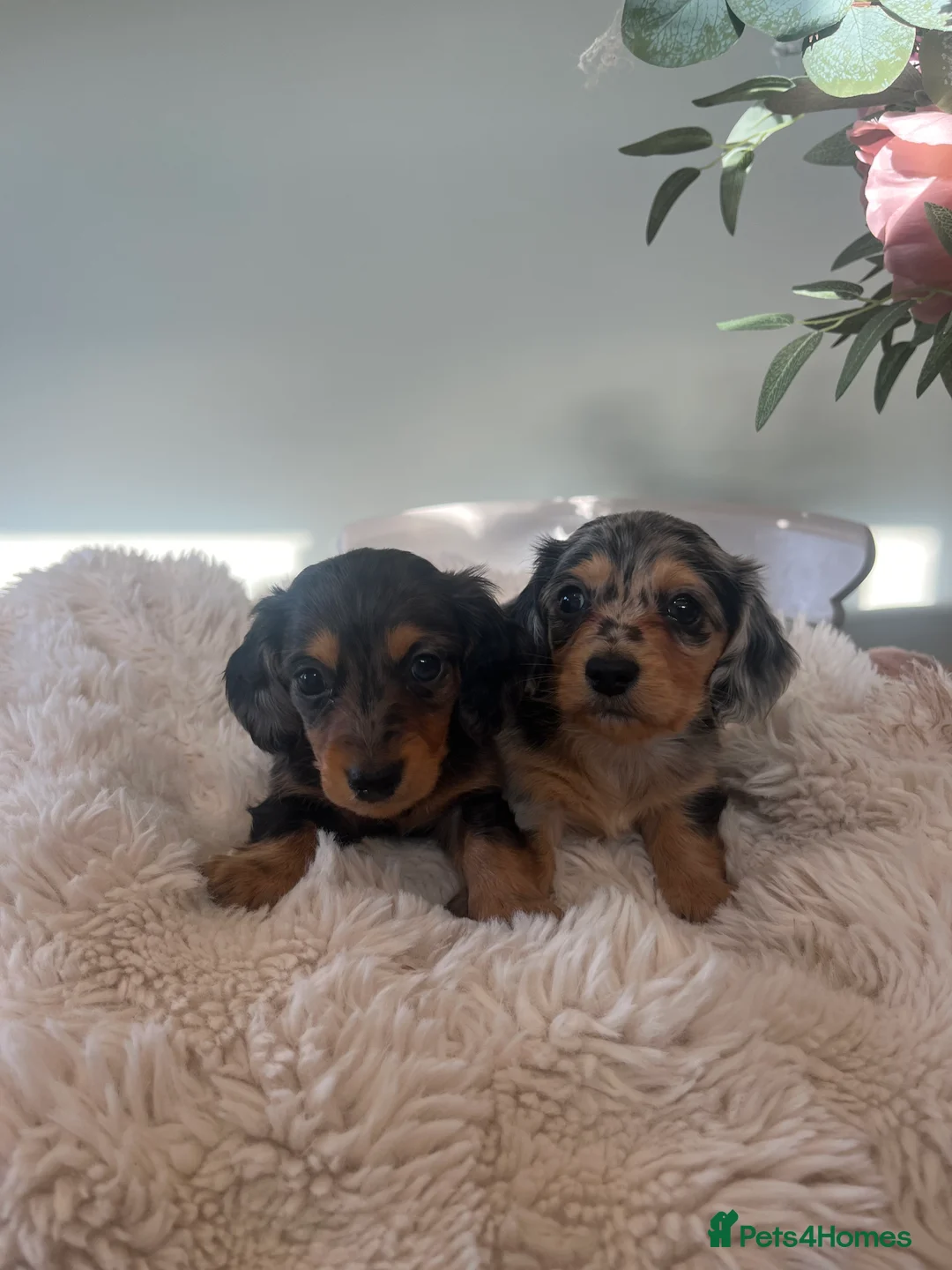 Miniature Dachshund dogs for sale: Mini long haired dachshund pups - Advert 18