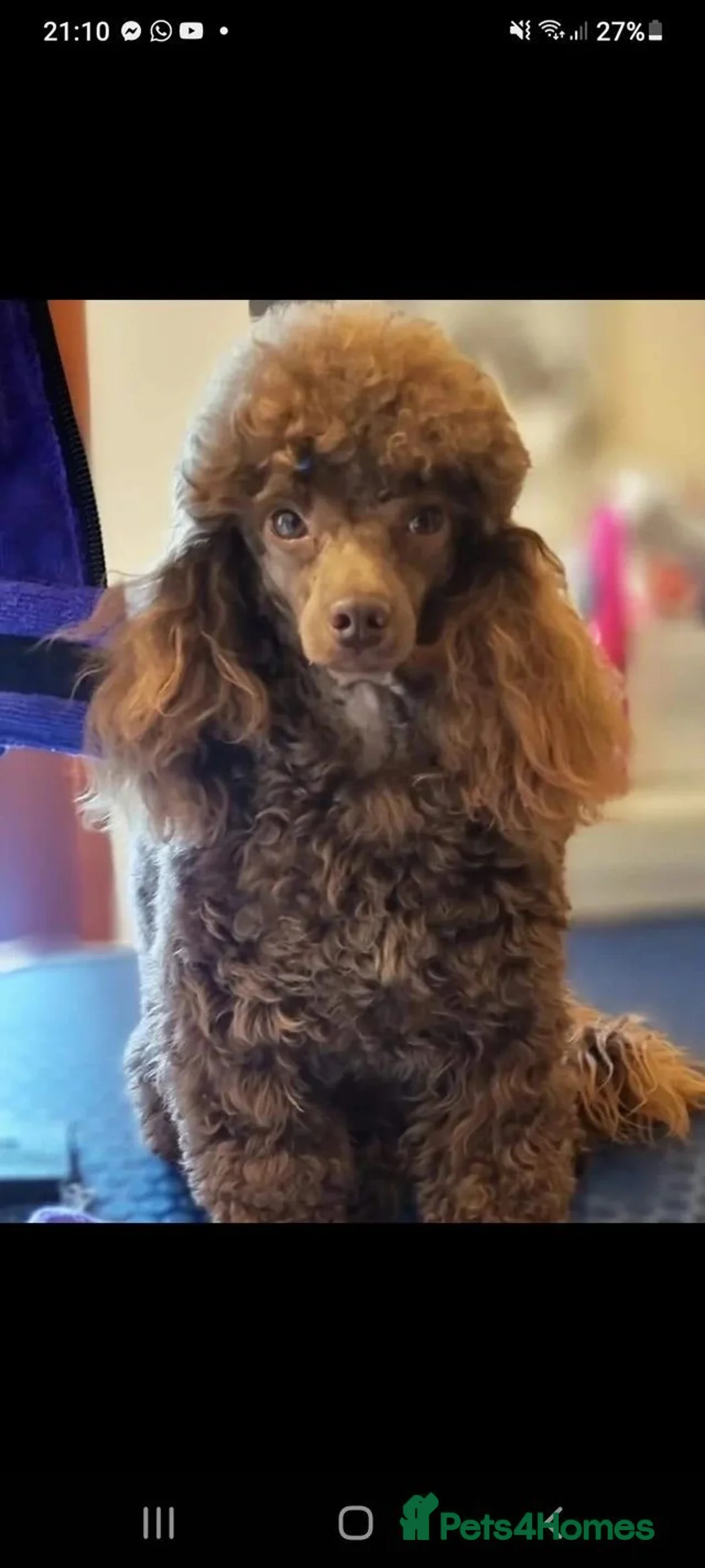 Mixed Breed dogs for sale: Pure Poodle Puppies  in Peterhead - Advert 20