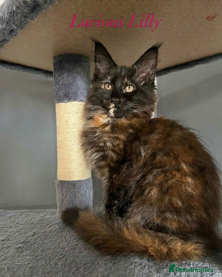 Maine Coon cats Beautiful Tica Maine Coon babies  - Advert 1