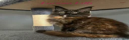 Maine Coon cats for sale: Beautiful Tica Maine Coon babies  - Advert 1