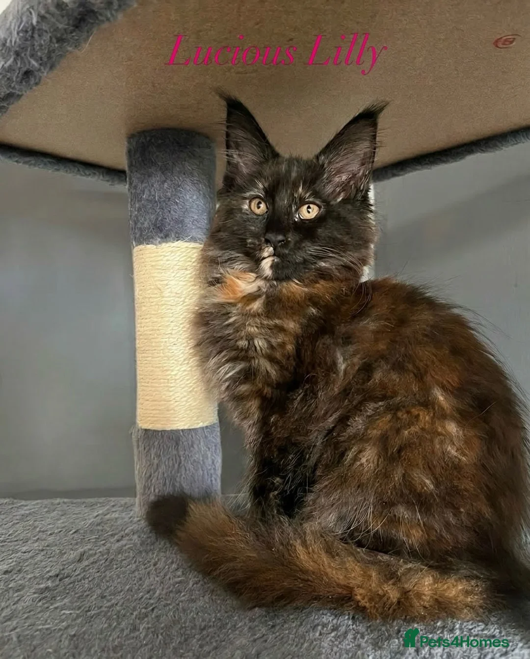 Maine Coon cats for sale: Beautiful Tica Maine Coon babies  - Advert 1