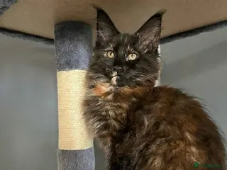 Maine Coon cats Beautiful Tica Maine Coon babies - Advert 2