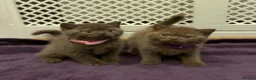 British Shorthair cats for sale: Chunky British shorthair kitten  - Advert 10