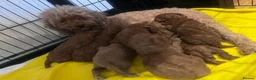 Toy Poodle dogs for sale: All shades of red kc registered toy poodles  - Advert 1