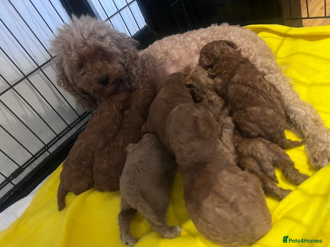Toy Poodle dogs for sale: All shades of red kc registered toy poodles  - Advert 1