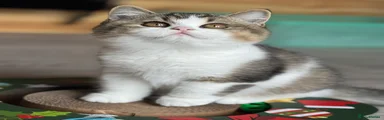British Shorthair 1