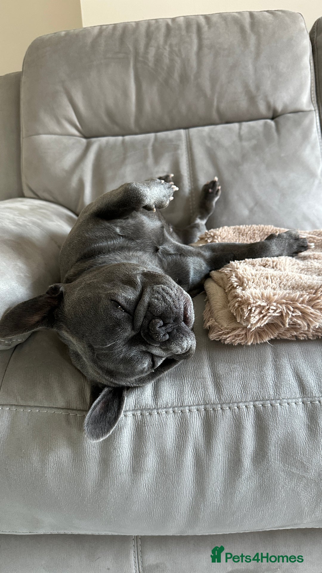 French Bulldog dogs for sale: 4 Puppies Available for Reservation - Advert 2