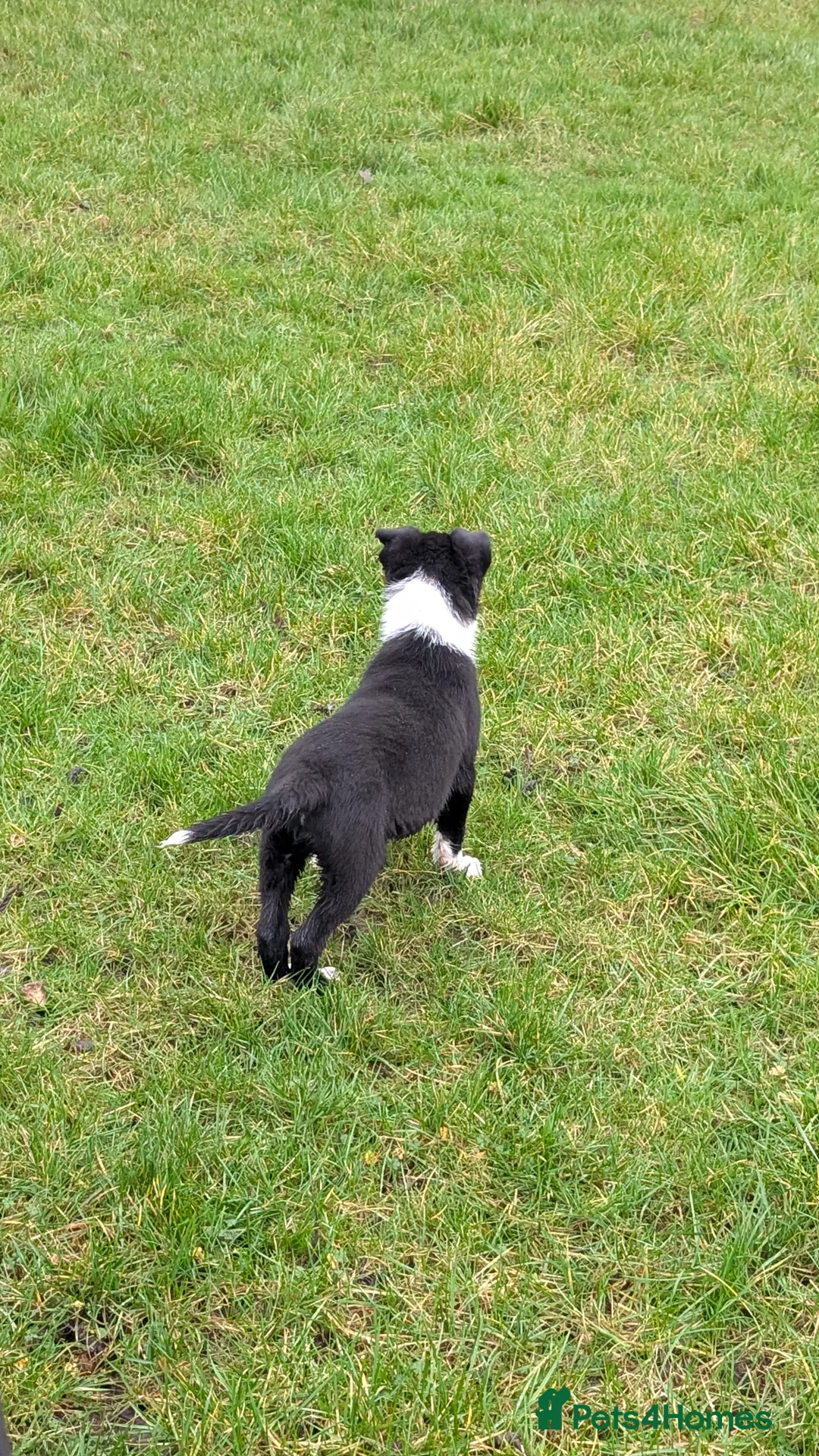 Border Collie dogs for sale: Traditional farm bred collies - Advert 13
