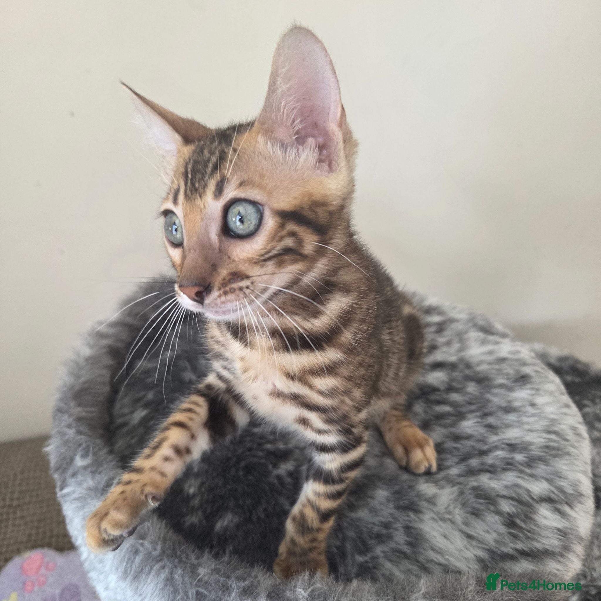 Bengal cats 💥ready now - LAST GIRL -Bengal Tica registered ⚜️ - Advert 18