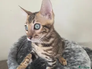 Bengal cats 💥ready now - LAST GIRL -Bengal Tica registered ⚜️ - Advert 4