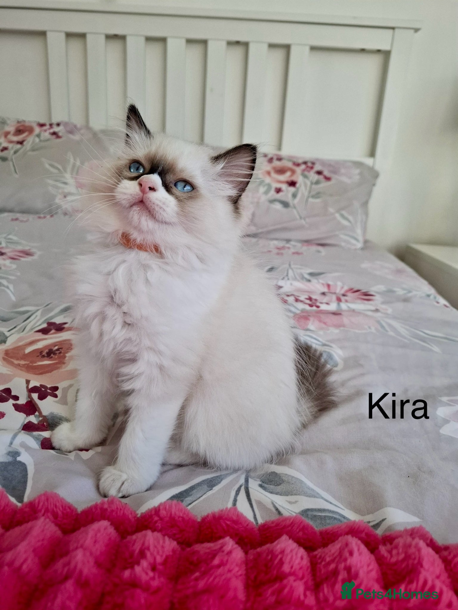 Ragdoll cats Purebred Ragdoll Kittens - TICA - YORKSHIRE - Advert 1