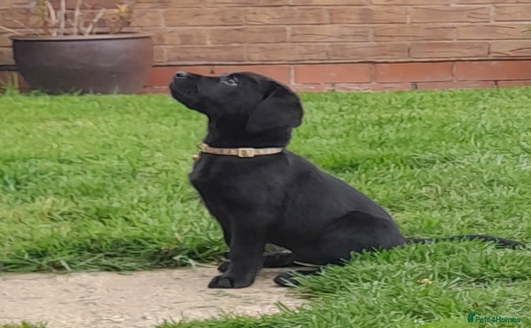 Labrador Retriever dogs - Advert 13