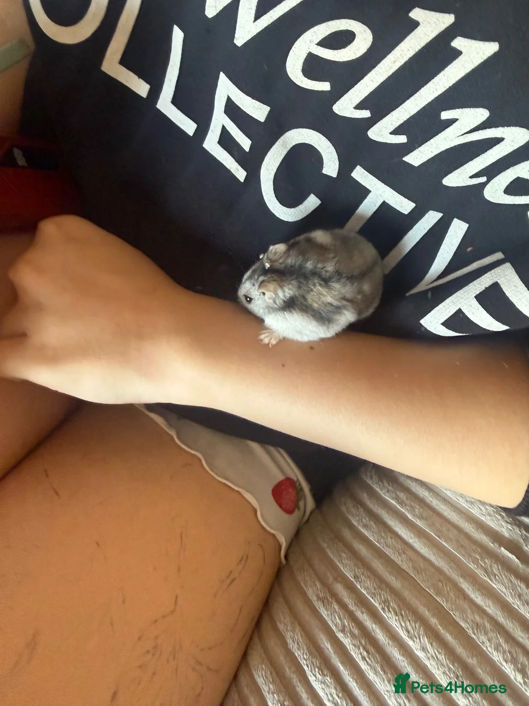 Hamster rodents for sale: Dwarf Russian hamster  - Advert 5