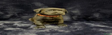 Labrador Retriever Puppy 3