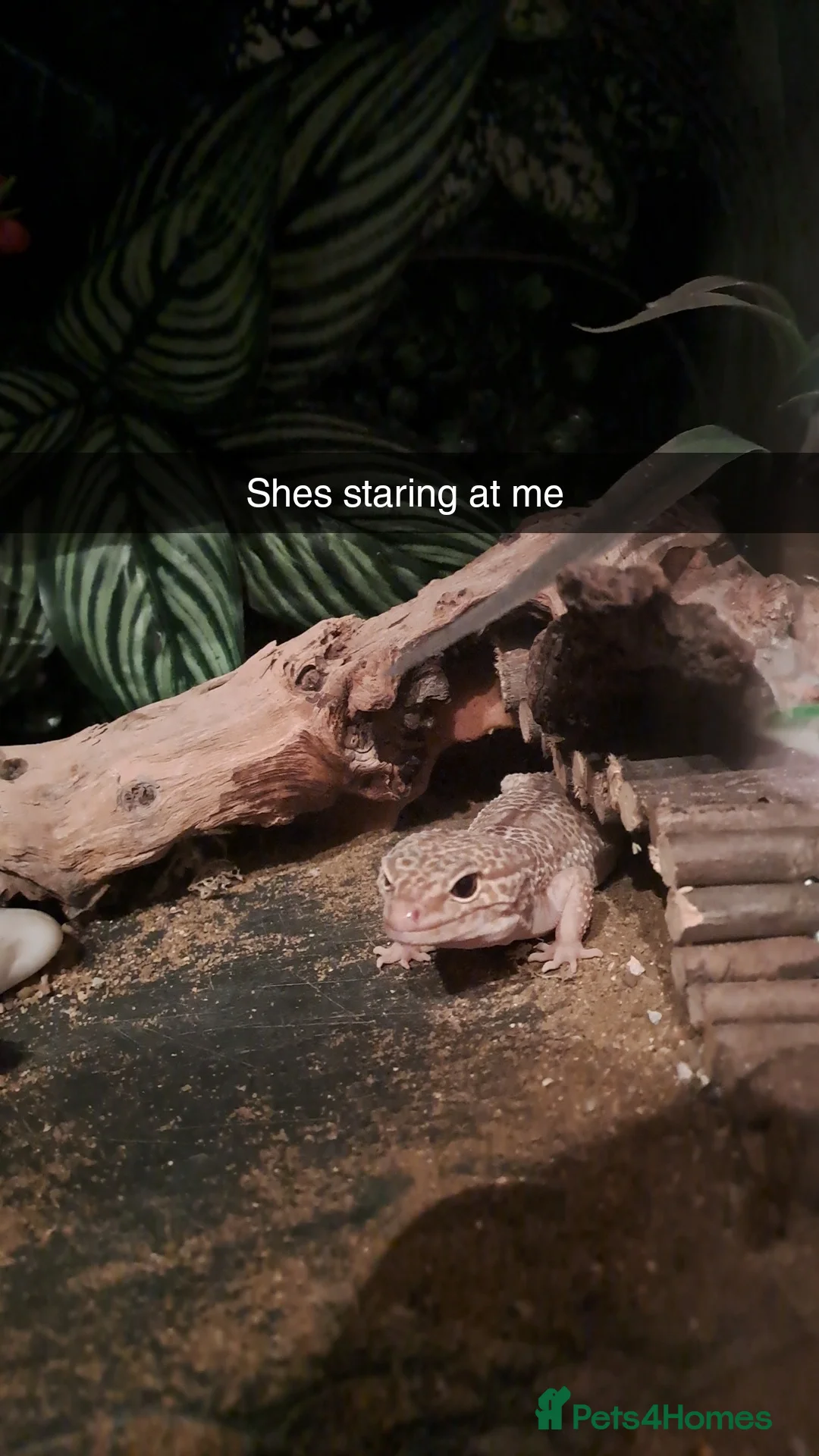 Leopard Gecko reptiles for sale: Albino Leopard Gecko in Salisbury - Advert 8