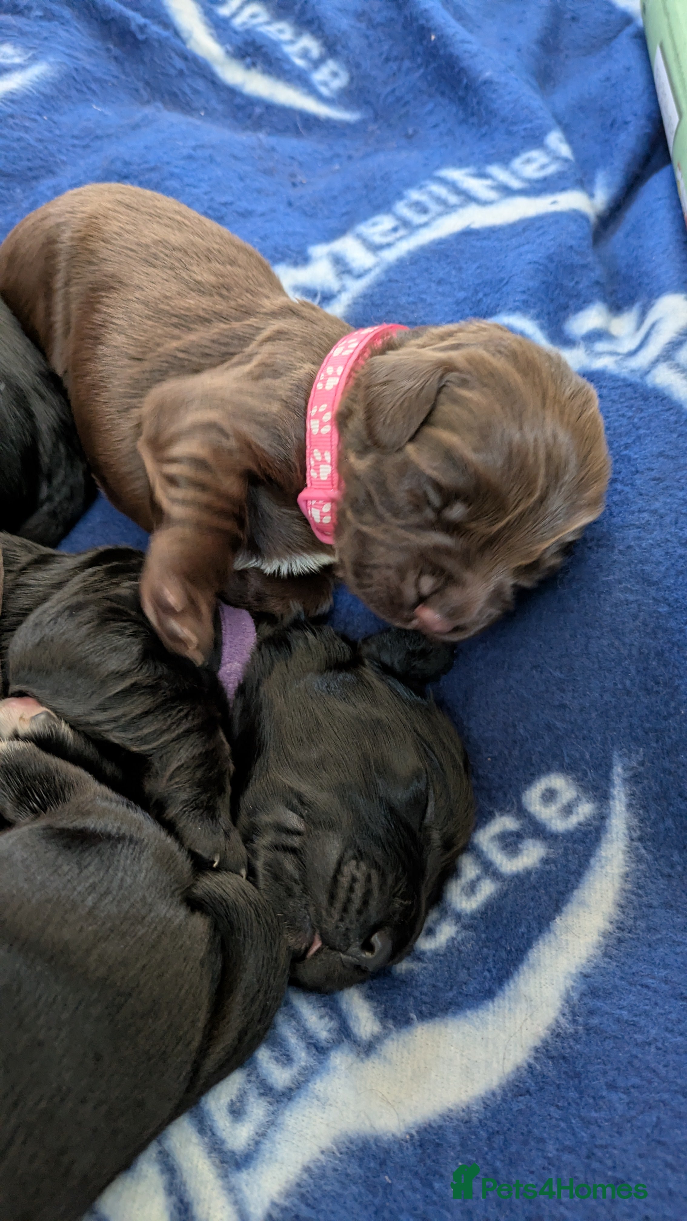 Sprocker dogs for sale: Sprocker puppies in Scunthorpe - Advert 5