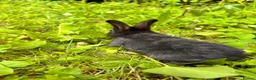 Mixed Breed rabbits for sale: Mixed bunnies  - Advert 7