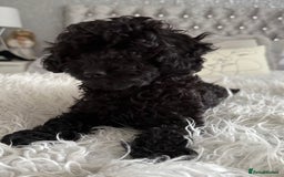Cavapoo dogs for sale: *1 BOY LEFT - READY NOW* F1B Cavapoo for sale in Mansfield - Image 3