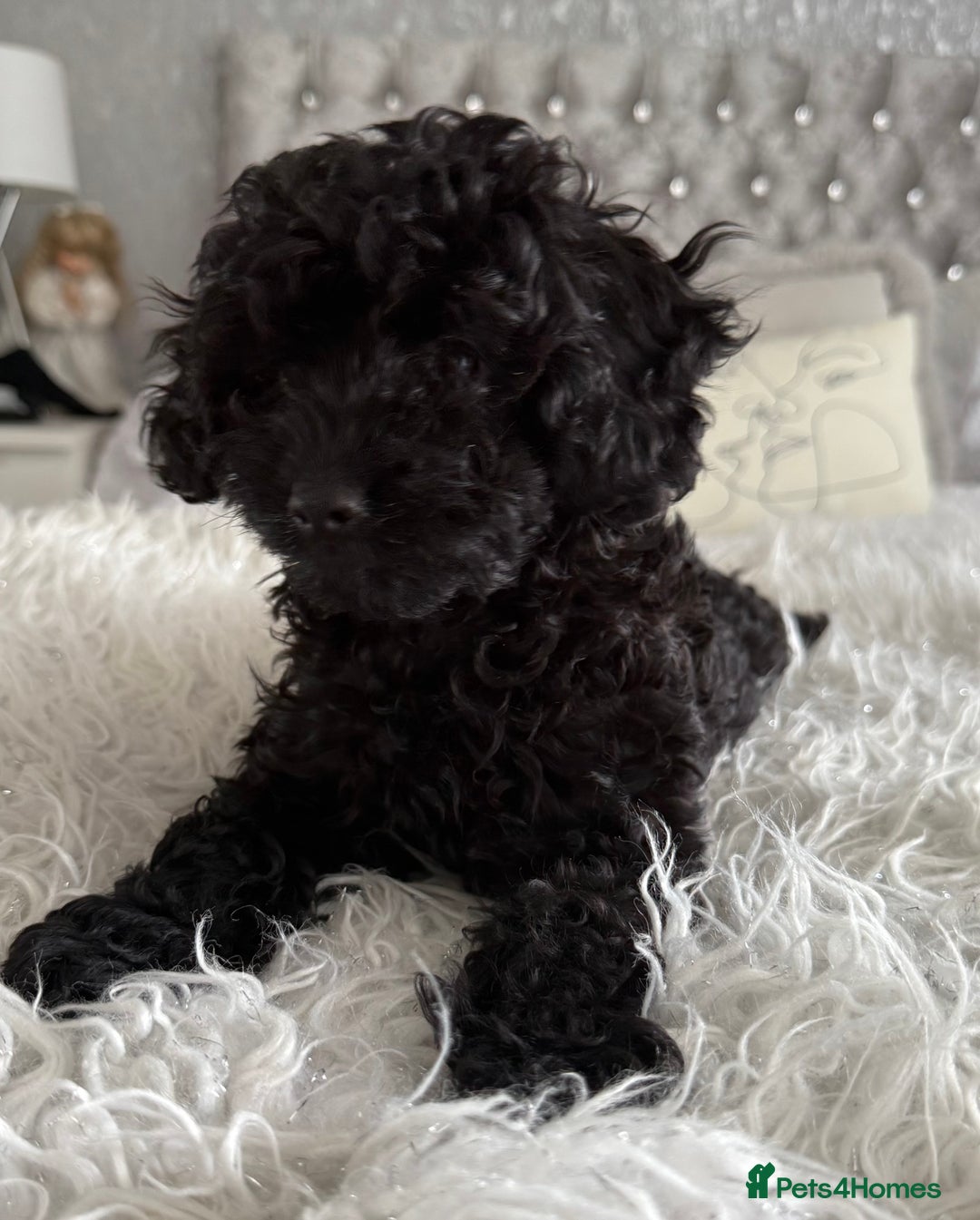 Cavapoo dogs for sale: *1 BOY LEFT - READY NOW* F1B Cavapoo for sale in Mansfield - Image 3