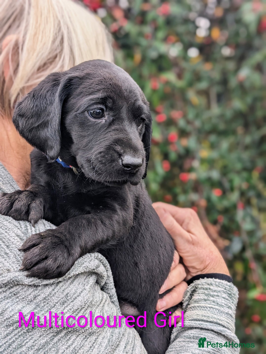 Springador dogs for sale: Springador puppies for sale - Advert 7