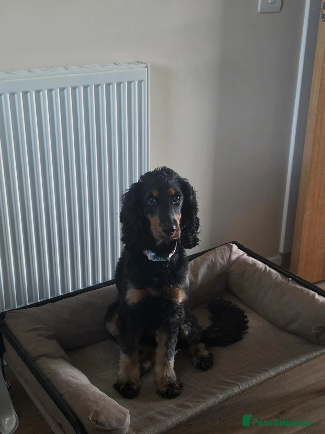 Cocker Spaniel dogs for sale: 3year old female cocker spaniel in Dundee - Advert 4