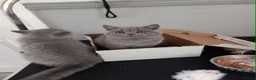 British Shorthair cats for sale: Grand Champion Sired British Shorthair Kittens - Advert 2