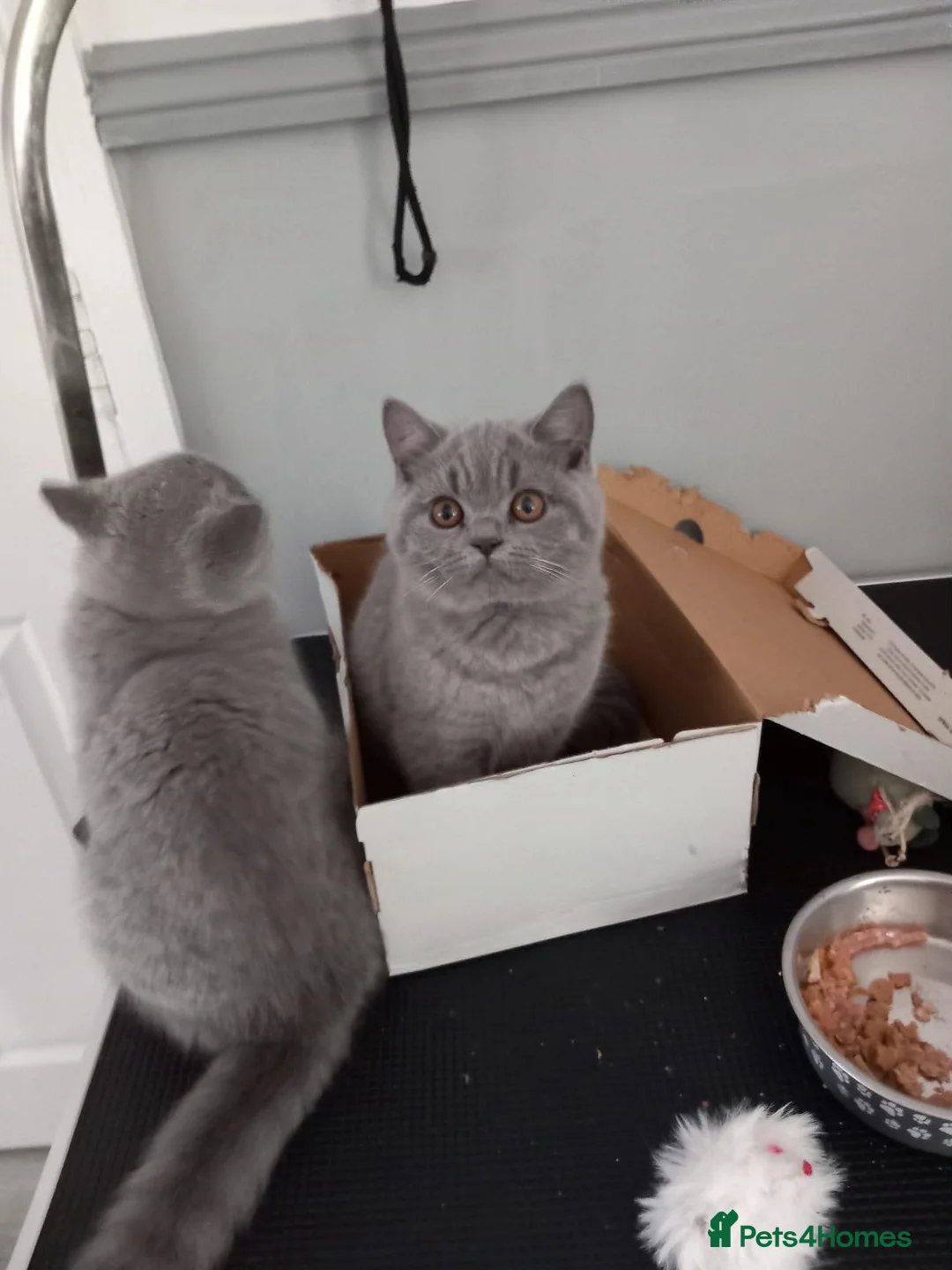 British Shorthair cats for sale: Grand Champion Sired British Shorthair Kittens - Advert 2