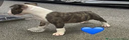 English Bull Terrier dogs for sale: Kc reg brindle white male English bull terrier - Advert 3