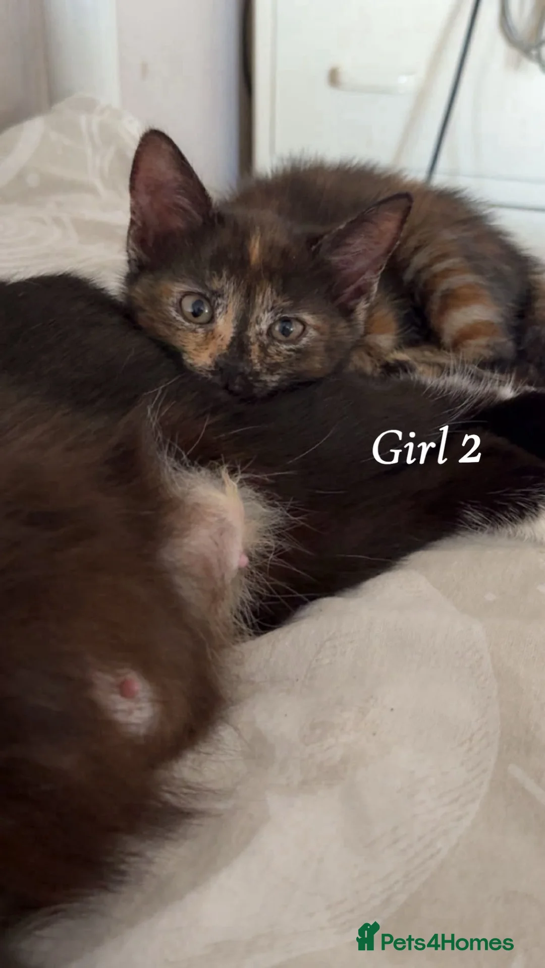 Mixed Breed cats for sale: 4 black and ginger kittens  - Advert 5