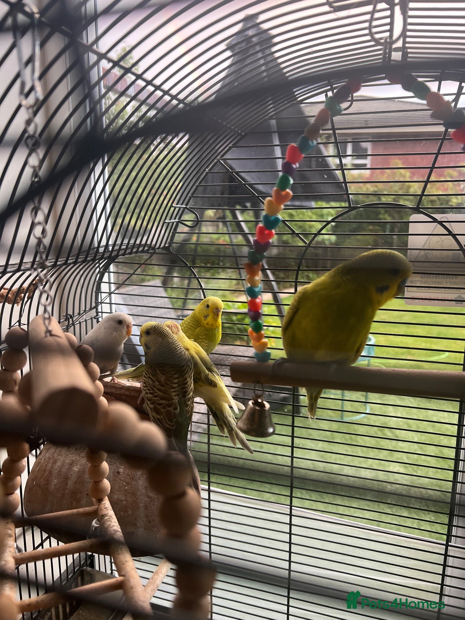 Budgerigars birds 4 Younghealthy budgies for sale - Advert 2