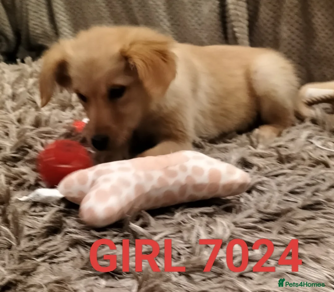 Golden Retriever dogs for sale: GOLDEN RETRIEVER PUPS - Advert 10