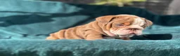 English Bulldog dogs for sale: 🌟 Quality English Bulldog Puppies ⭐️  - Advert 27