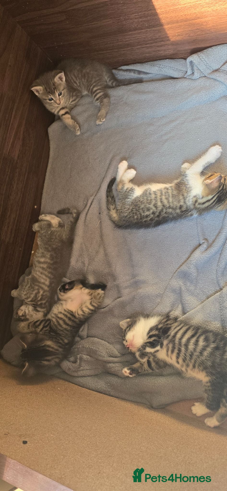 British Shorthair cats 5 kittens  - Advert 1