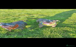 Staffordshire Bull Terrier dogs for sale: Blue and white pup  - Image 7