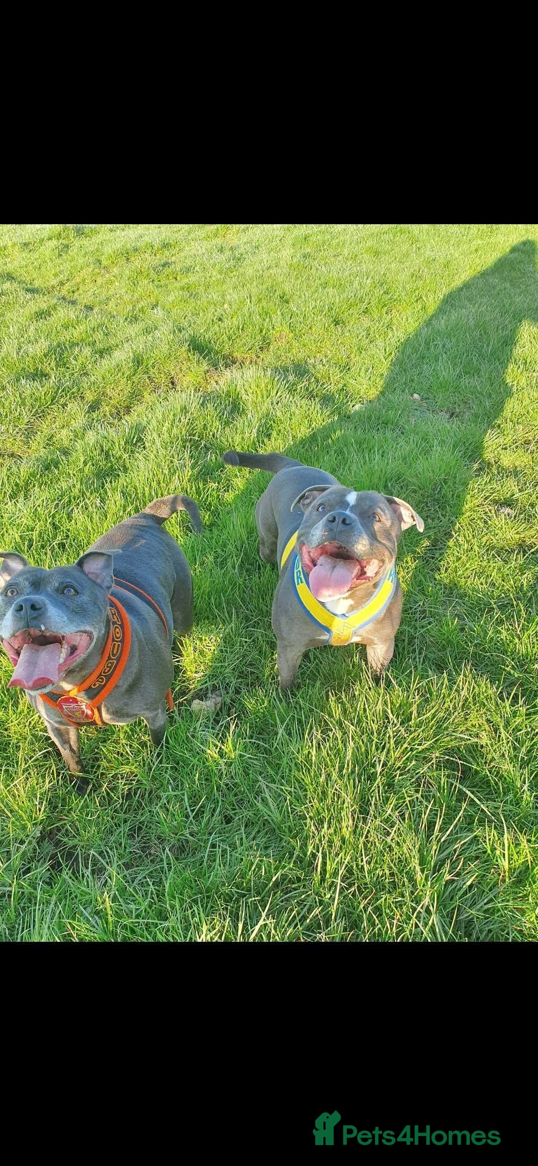 Staffordshire Bull Terrier dogs for sale: Blue and white pup  - Image 7