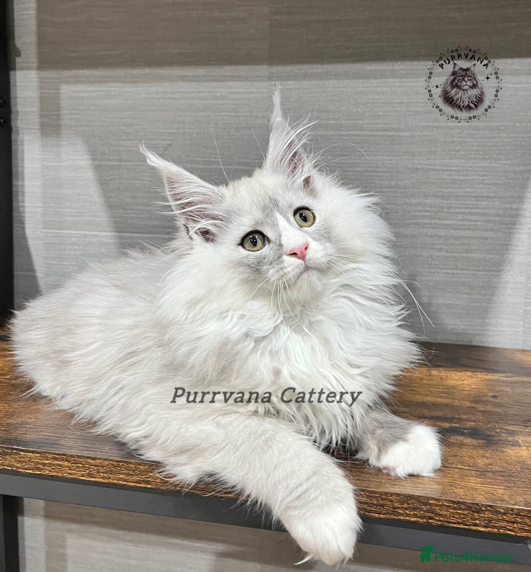 Maine Coon cats for sale: TICA registration Stunning Maine coon kittens - Advert 2