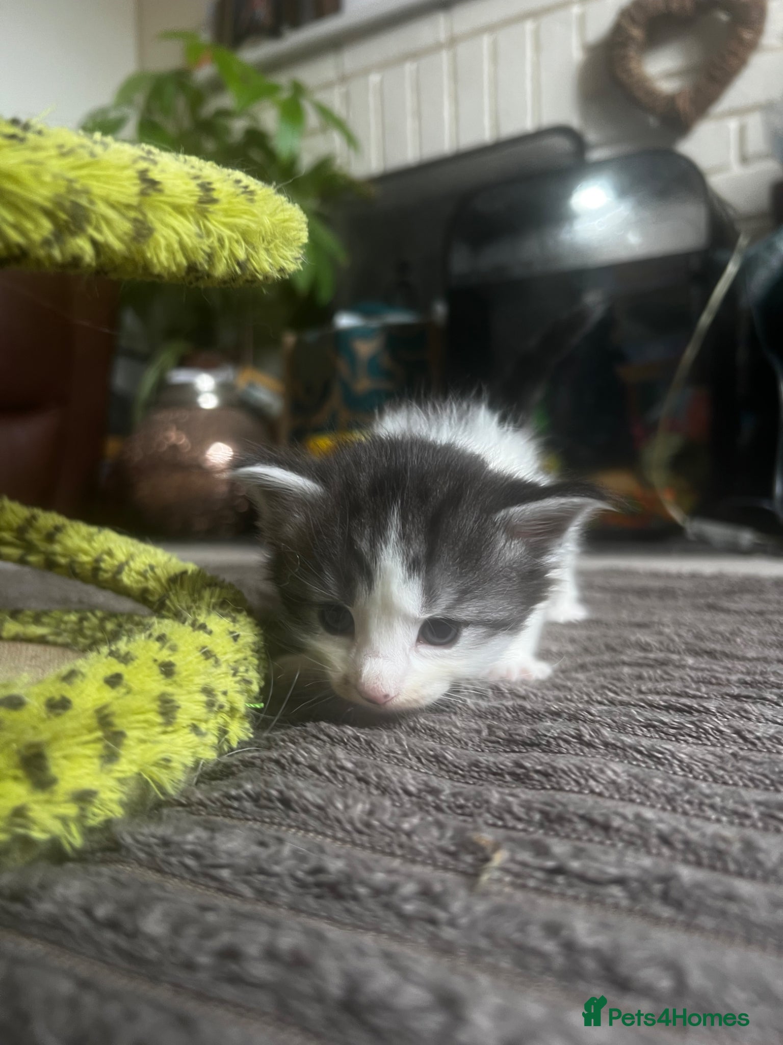 Mixed Breed cats for sale: Norwegian Forest x kittens - Advert 13